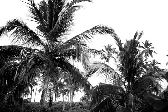 black and white palm trees on white isolate background