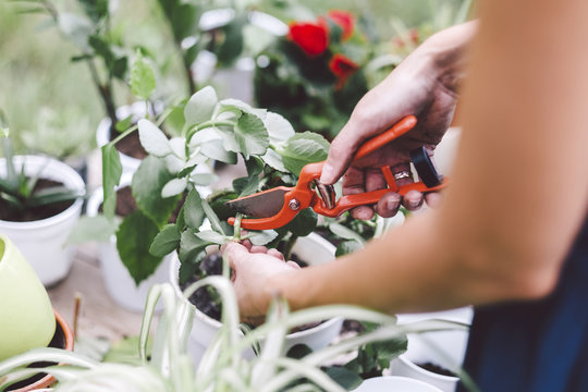 Midsection of woman cutting plant with pruning shears in yard