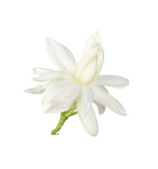 Naklejka na ściany i meble White flower, Thai jasmine flower isolated on white background.