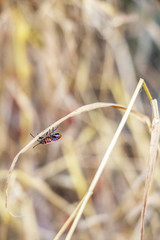 A firebug, Pyrrhocoris apterus hanging upside down on a dry grass leaf blade, natural dry grass blurred background