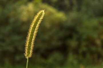 Simplicity in details