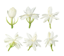 White flower, Thai jasmine flower  isolated on white background. - obrazy, fototapety, plakaty