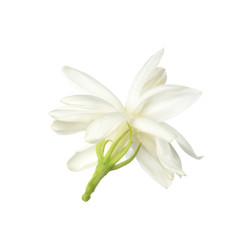 Fototapeta na wymiar White flower, Thai jasmine flower isolated on white background.