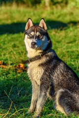 portrait of a husky with colorful eyes
