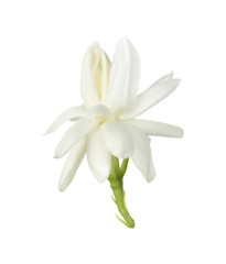 White flower, Thai jasmine flower  isolated on white background.