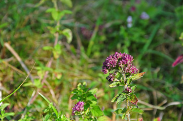 flowering oregano growing in dry grassland