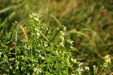 white bedstraw with tiny flowers