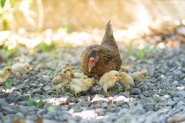 Brood of chicken find food