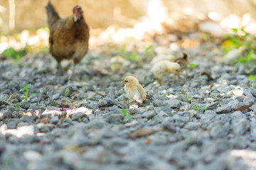 Brood of chicken find food