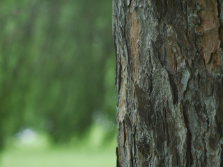 カラマツ　クローズアップ