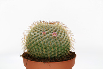 Pink flowering cactus isolated on white background