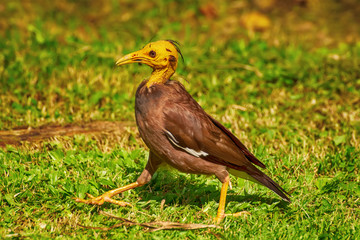 The bird on the lawn in the garden.