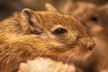 A gerbil or called desert rats is a small mammal.