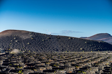 The volcanic vineyards of Lanzarote