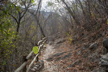 path in the forest full of trees