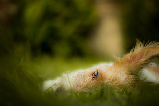 Observando