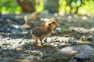 Brood of chicken find food