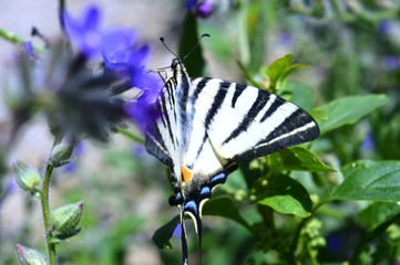 butterfly on a flower
