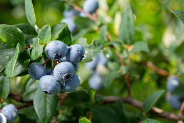 Fresh Organic Blueberries on the bush. close up
