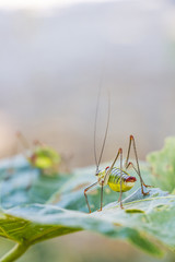 Close-up of saddle-backed bush cricket, Ephippiger ephippiger on a lime tree leaf, blurred bush cricket background