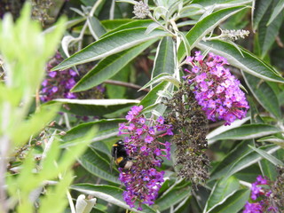 Bumblebee