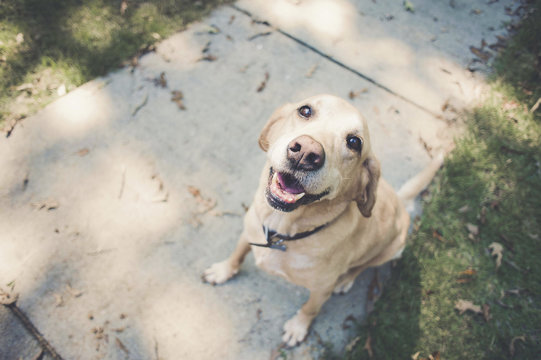 2,450,080 BEST Dog Pet IMAGES, STOCK PHOTOS & VECTORS | Adobe Stock