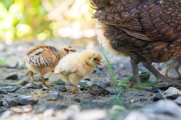 Brood of chicken find food