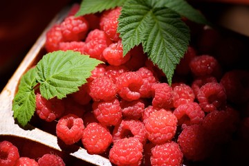 A handful of raspberries lie in a wooden bowl
