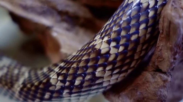 Close the body of a serpent is a snake while crawling