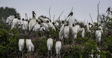 wood stork group