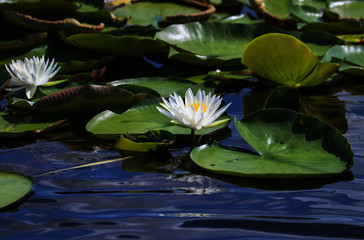 white water Lilly 3