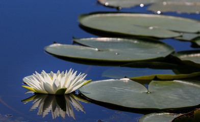 white water Lilly