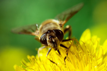 bee on dandelion