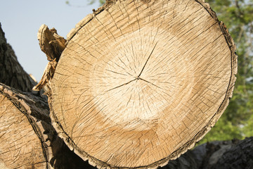 tronco 02