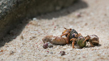 Group of three hermit crabs crawl single-file on beach full of corals, sea shells and sand in San Andres, Colombia