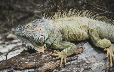 Iguanas during vacation in San Andres sharply focused to show their rugged features and skin patterns and individual personalities