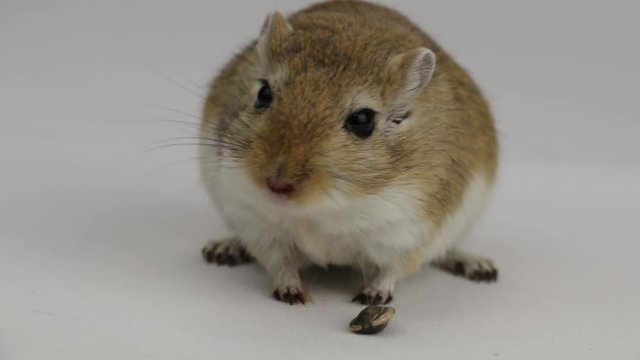 a brown and white gerbil eating a pipe on white background