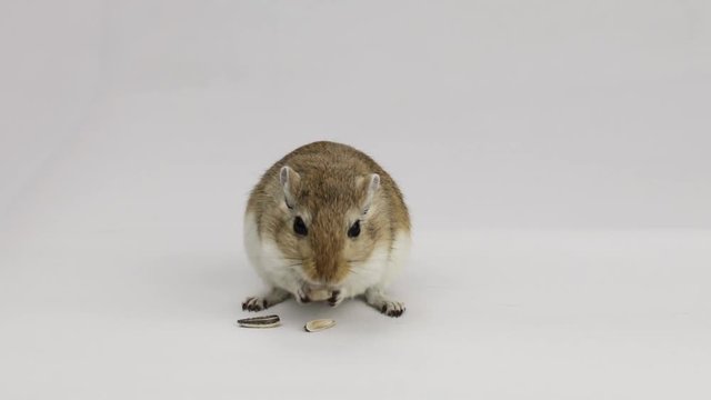 a brown and white gerbil eating a pipe on white background