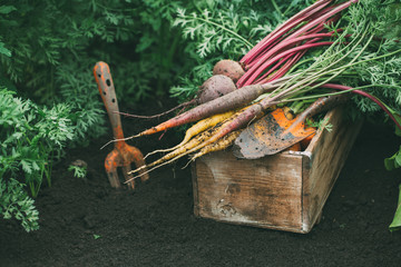Harvest beets and carrots. Farm vegetables. Healthy food