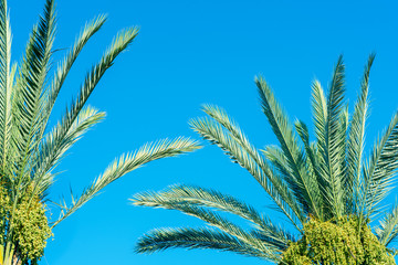 Fototapeta premium Green palm tree against blue sky and dates new green fruit. Jews Eat New Fruits on Rosh Hashanah Dates for a Sweet Year.