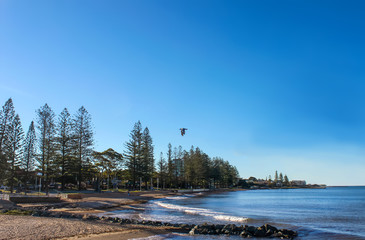 Beach at Redcliffe Queensland as the tide comes in with tall trees and a seagull flying toward shore in a very blue sky