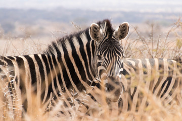 Fototapeta na wymiar Zebra hiding