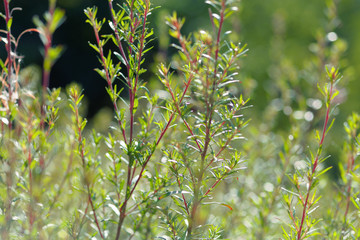 Close up of fresh grass in the sunshine. Shallow depth of field.