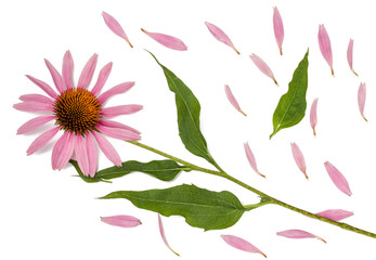 Echinacea flowers isolated on white, top view