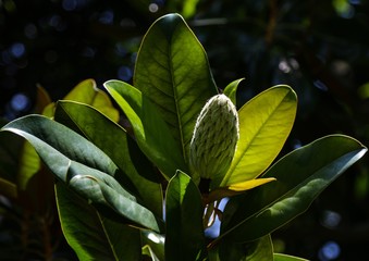 Magnolias cone 