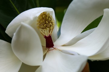 Magnolia macro