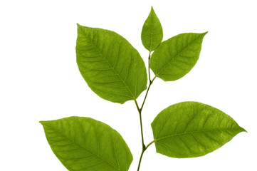 Knotweed (Fallopia) leaves isolated on white background