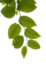 Fototapeta na wymiar Knotweed (Fallopia) leaves isolated on white background