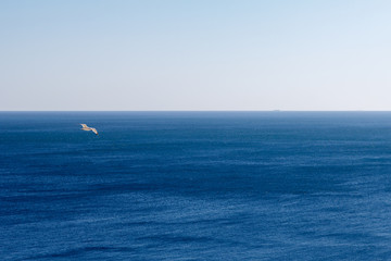 Obraz premium a Seagull flies over the blue sea
