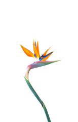 bird of paradise flower with a long curved stem isolated against a white background